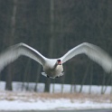 Oiseaux aux Grangettes - 057